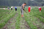 Teendők idénymunka esetén hírhez kapcsolódó kép